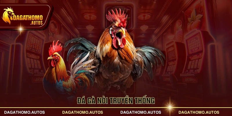 Đá gà nòi truyền thống